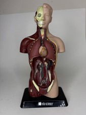 Human Man Organ Torso Science Figure 10.5 Inc...