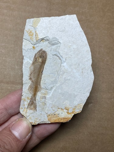 50g Jurassic Period lycoptera fish rock specimen Western Liaoning china - Picture 3 of 10