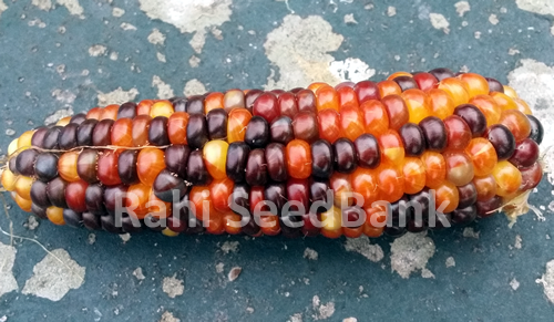 Corn Purple Orange - A Rare, Unique & Stunning Purple & Orange Glass Gem Corn!!! - Zdjęcie 1 z 4