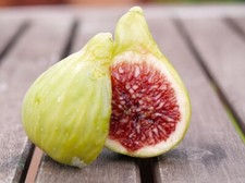 FICUS carica "Col De Dame Blanche",  FIGUIER  "Col de Dame Blanche" 30cm!