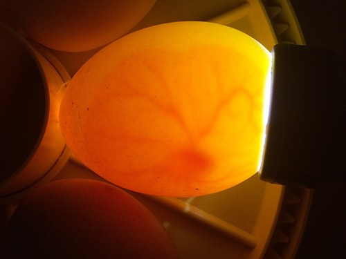 LAMPADA LED SPERAUOVA INCUBATRICE UOVA CONTROLLO SPERATURA ANIMALI PULCINO -T - Foto 6 di 9