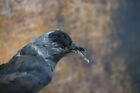 Beauty Jackdaw w/ trophy Lizard wood wall Mount Premium New Crow Taxidermy Bird