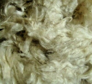 kapok stuffing