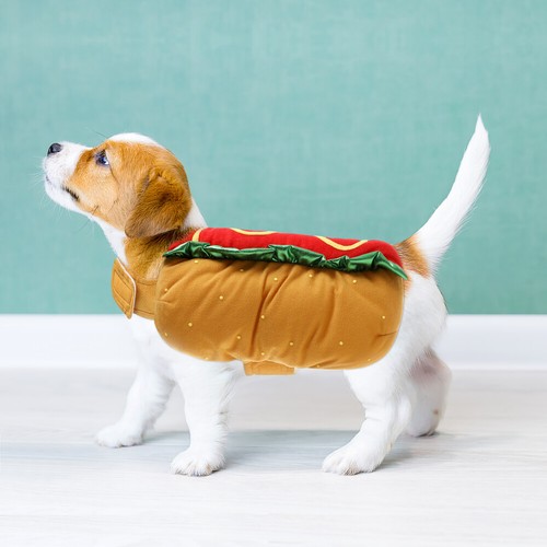 Hot Dog Hamburger Transformation Costume Halloween Costumes Dogs - Picture 3 of 11