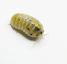 Isopod Factory 50 Armadillidium Vulgare Japanese Magic Potion Isopods Bioactive