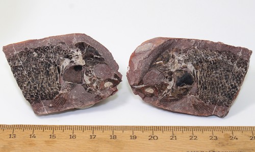 Pesce, Lepidotes jurongensis, Triassico, Qinglong Fm, provincia di Jiangsu, Cina-b55 - Foto 6 di 6