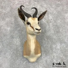 #22096 P | Cape Springbok Taxidermy Shoulder Mount For Sale