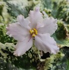 African Violet * Willodene