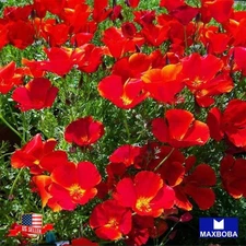 1200+California Poppy Seeds - Red Chief Non-GMO Heirloom