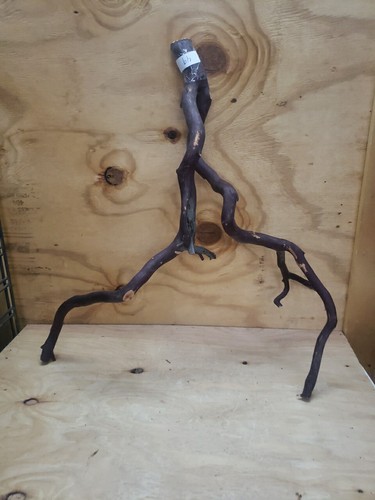 Forked Manzanita Branches craft bird perch reptile fish 26" x 24" (#49) - Picture 7 of 9