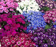 CINENARIA HYBRIDS MIX Mix Cineraria Cruenta Amigo - 50 Bulk Seeds