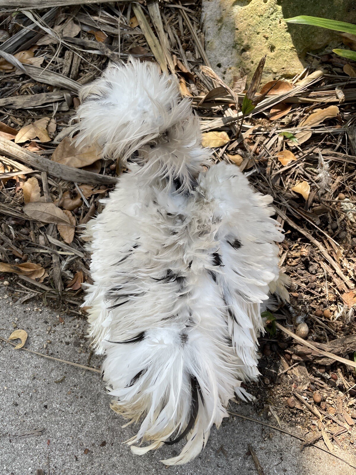 (6) Frizzled Showgirl Paint Silkie Hatching Eggs, Shipped in Foam