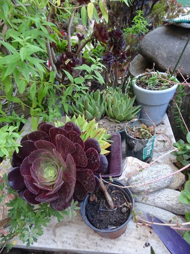 lot petits vétements vintage  manteau bleu ouaté robe etc...7piéces - Picture 8 of 24