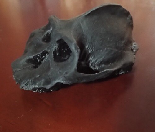 4"Replica Fossil Hominid Black Skull Paranthropus aethiopicus (Australopithecus) - Picture 3 of 14