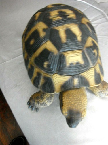 Money Box Statue Ornament Figurine Home Decor - Hermann Tortoise Large - Picture 4 of 4