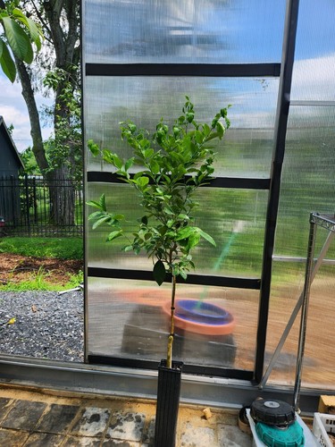 Meyer Lemon Tree - 30"-40" Tall + Key LIME TREE 36-48" TALL WITH 2 DAY SHIPPING - Picture 3 of 3