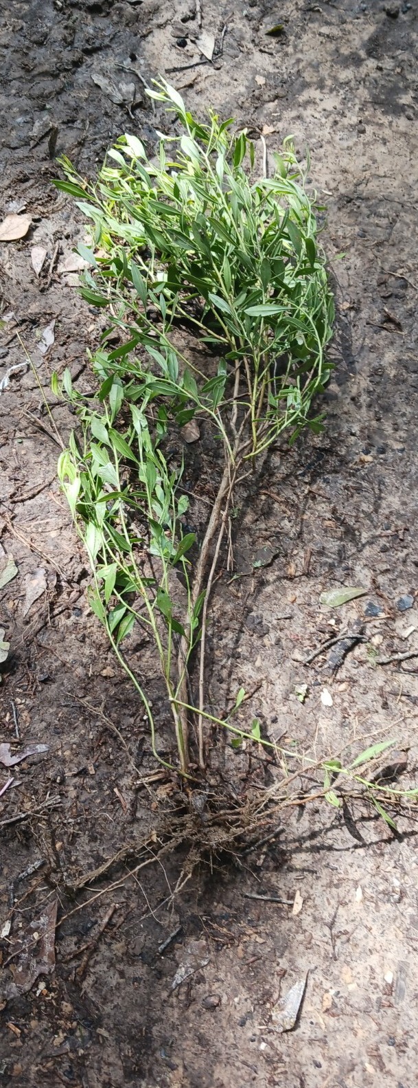 ** LIVE MANGLIER PLANT BARE ROOT MEDICINE PLANT LOUISIANAS HIDDEN