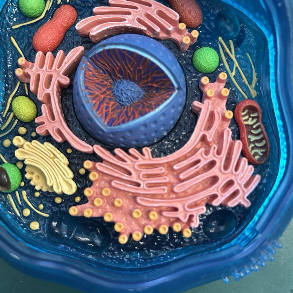 动物 3D 细胞模型高中生物学塑料益智玩具教学工具 — 第 3/4 张图片