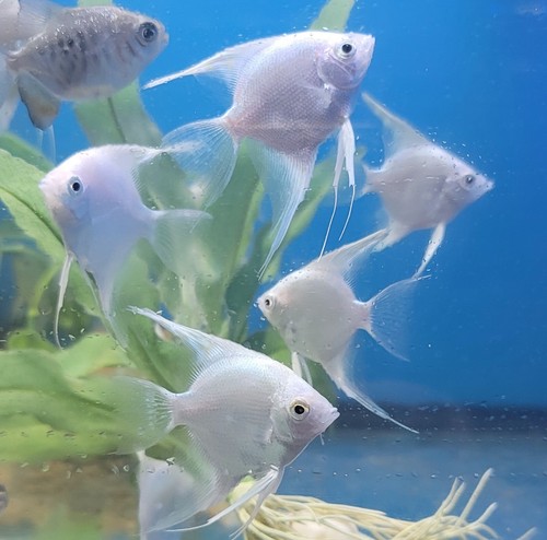 1 1/2" Platinum Angelfish Grade "A" Imported Asia. Top Breeders. Rare - Picture 13 of 20