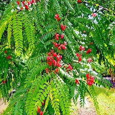 RED SHOWER TREE SEEDS (Cassia roxburghii) "ROSE CASSIA"  Flower Plant