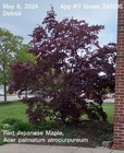 Red Japanese Maple, Acer palmatum atropurpureum, 15 seeds