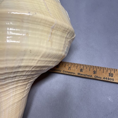 Große Syrinx Aruanus Mammut Trompete natürliche Muschel selten echter Strand 16 Zoll - Bild 14 von 14