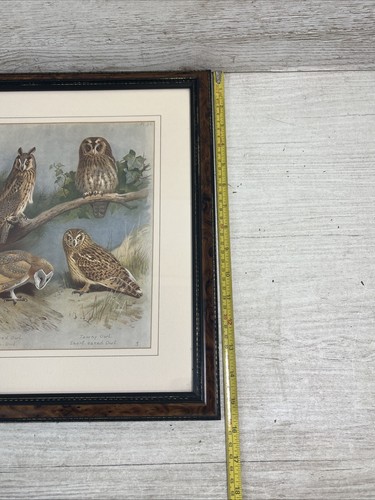 Mounted & Framed Thorburn Archibald British Birds Print Owls - Imagen 13 de 15
