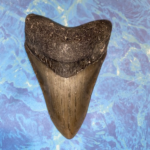 MEGALODON SHARK TOOTH 4.18” HUGE  TEETH MEG SCUBA DIVER DIRECT FOSSIL NC 9454 - Picture 3 of 8