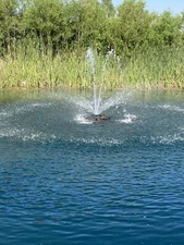 3 Fresh Live Cattail Plants!!