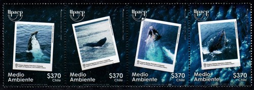 Chile 2024 America UPAEP Whales at Sea Park Francisco Coloane - 第 1/1 張圖片