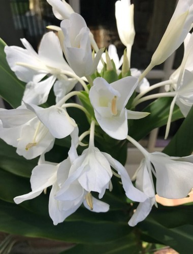 Fragrant White Butterfly Ginger Lily Live Plant - Hedychium Coronarium - Picture 5 of 8
