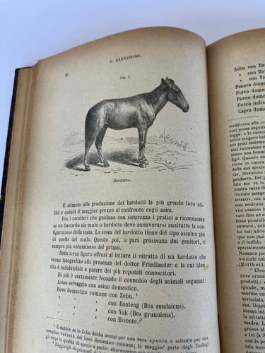 L'ALLEVAMENTO DEL BESTIAME DI H.SETTEGAST/ Firenze Le Monnier- 1886 - Foto 7 di 24
