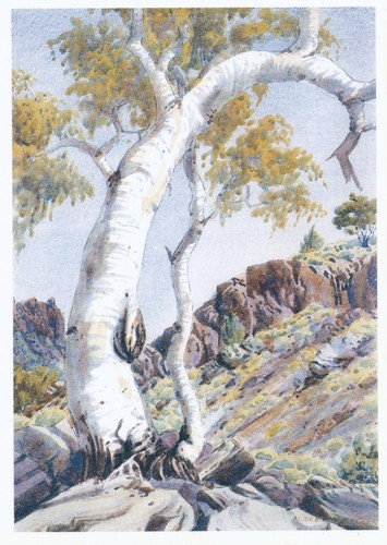 Painting by Albert Namatjira Ghost Gum, Central Australia POSTCARD - UNUSED