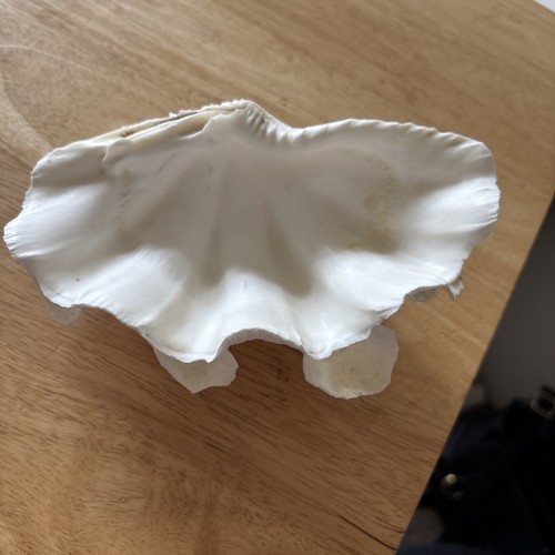 Beautiful Ruffled Clam Shell 7”Excellent Condition - Picture 3 of 7
