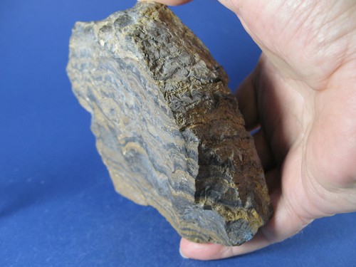 Stromatolithen von Bolivien - geschliffen und poliert - Urfossil - 11cm (ST11) - Bild 4 von 4