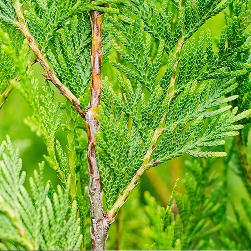 25 X THUJA PLICATA 'ATROVIRENS' RED CEDAR EVERGREEN HARDY HEDGING PLANT IN POT - Picture 3 of 6