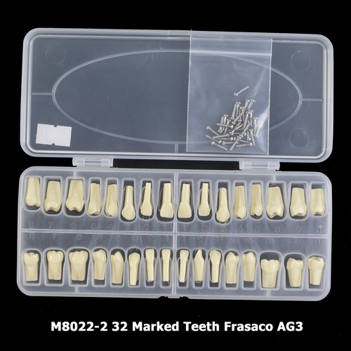 Poste de montaje modelo tipopodonte dental Frasaco AG3 32 PIEZAS Repuesto de dientes Tornillador - Imagen 3 de 47