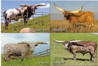 Named Watusi bulls, cow postcard