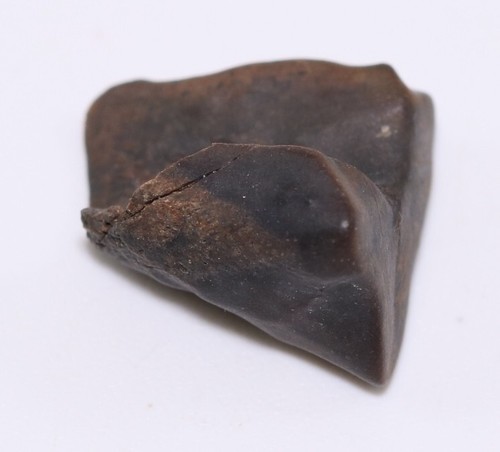 Triceratops Dinosaurier Fossil Zahnsegment Lance Creek Wyoming WY COA 6528 - Bild 7 von 9