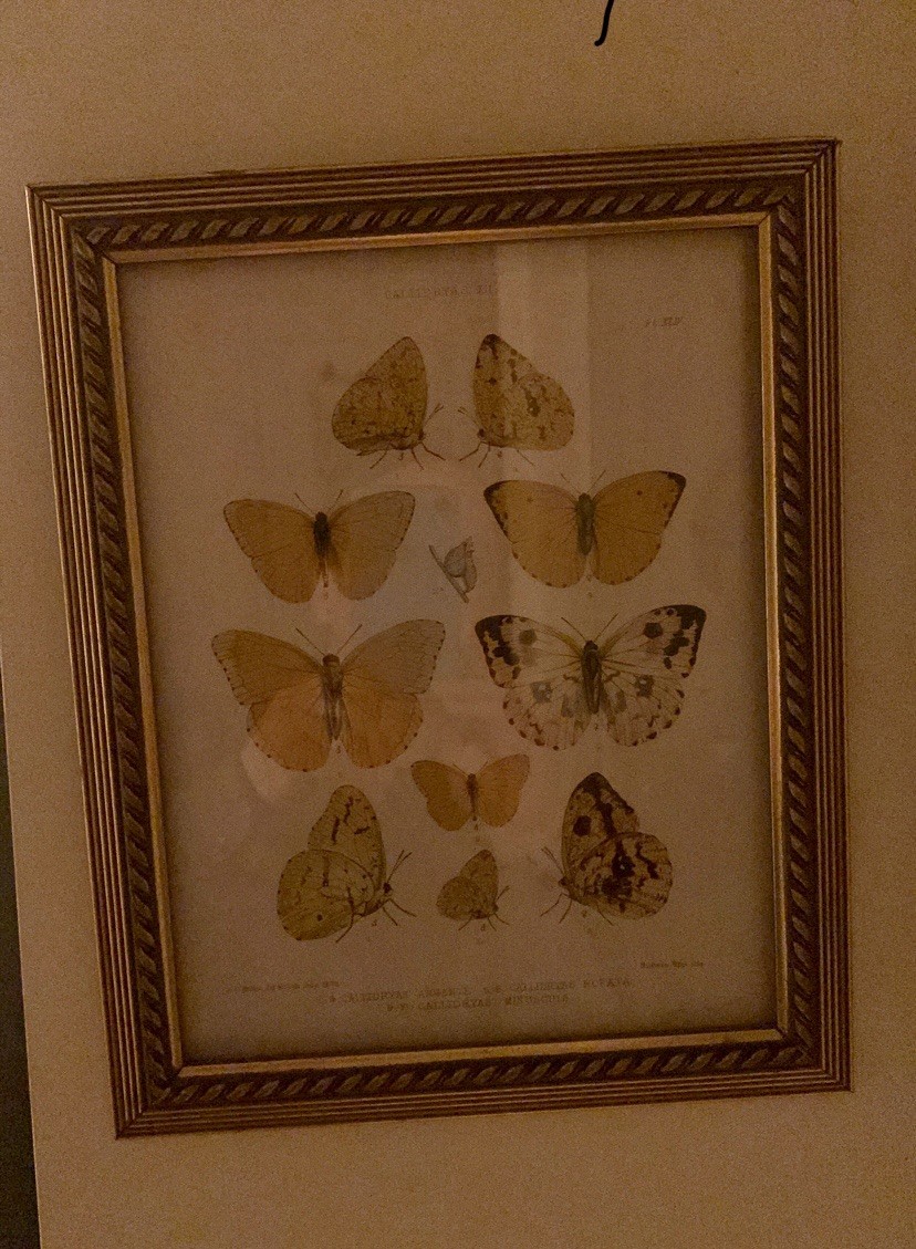 Butterfly Print