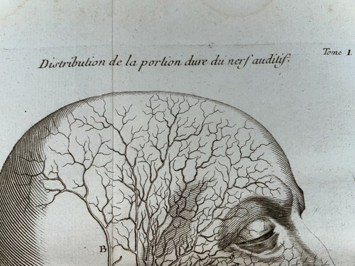 ANATOMIE- LE NERF AUDITIF 1761 GRAVURE ORIGINALE DE FONBONNE & DU VERNEY 18e S. - Imagen 3 de 6