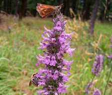 BETONY Betonica Officinalis - 100 Bulk Seeds