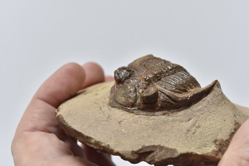Trilobite Fossil - Zlichovaspis - Exceptional Segmentation - Morocco - Genunie - Picture 2 of 8
