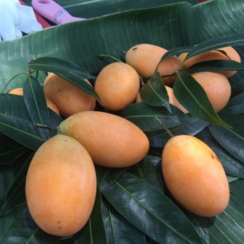 Plum Mango Grafted Plant Maprang Fruit Bouea Macrophylla Tree Tropical Tall 18'' - Picture 7 of 12