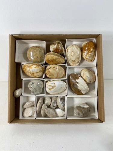 Polished Fossil Bivalve Clam M, 75mm ! - Picture 4 of 4