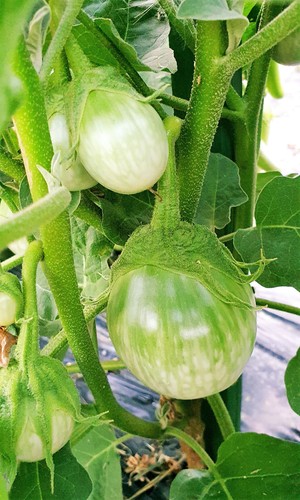 Petch Siam Thai Eggplant Seeds | Green Brinjal Aubergine Baby Asian Seeds 2025 - Picture 3 of 11