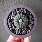 5pcs Cactus Succulent plants Frailea asterioides Garden decoration Plants 2-3cm