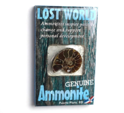 Magnete frigorifero legno ammonite mondo perduto Rep. Dominicana Puerto Plata - Foto 2 di 10