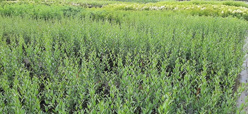 Ligustrum vulgaris Atrovirens 3L 70 - 100 cm Gewöhnlicher Liguster Ligusterhecke - Bild 3 von 7