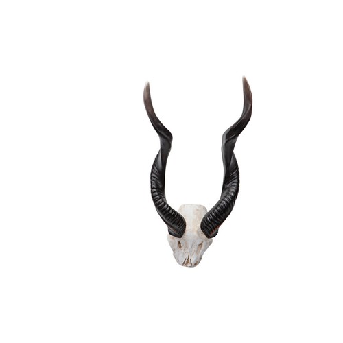 Réplica trofeo de pared de sabana africana Kudu majestuosos cuernos escultura - Imagen 5 de 9